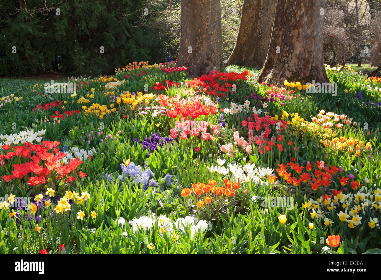 Tulips (Tulipa sp.), daffodils (Narcissus sp.) and hyacinths (Hyacinthus sp.) in spring, Mainau Island, Lake Constance Stock Photo