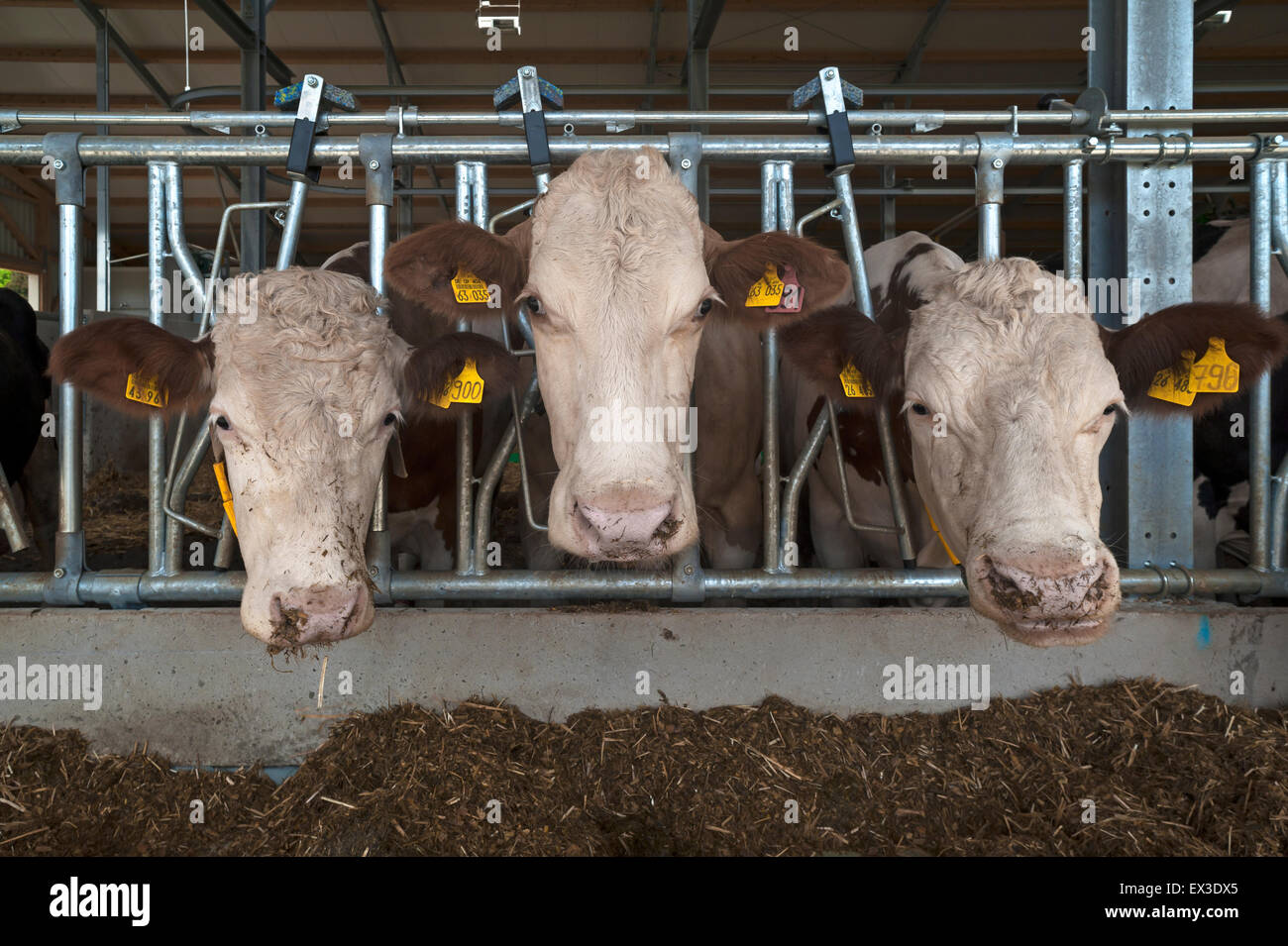 Cattle housing hires stock photography and images Alamy