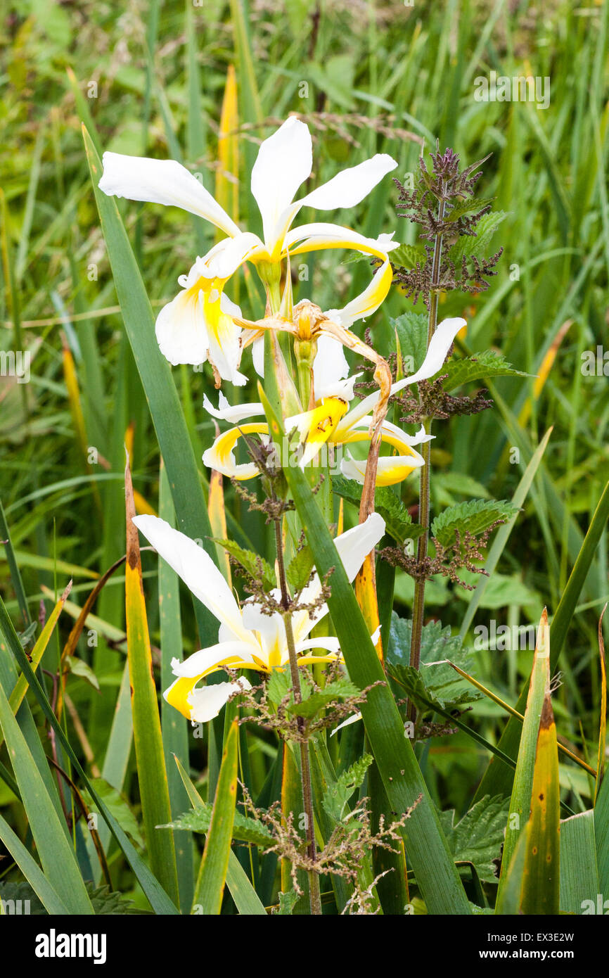 Outdoor shot, wild flower, Turkish Iris, (Iris orientalis), in bloom with grass and vegetation around it. Small yellow flower with green leaves. Stock Photo