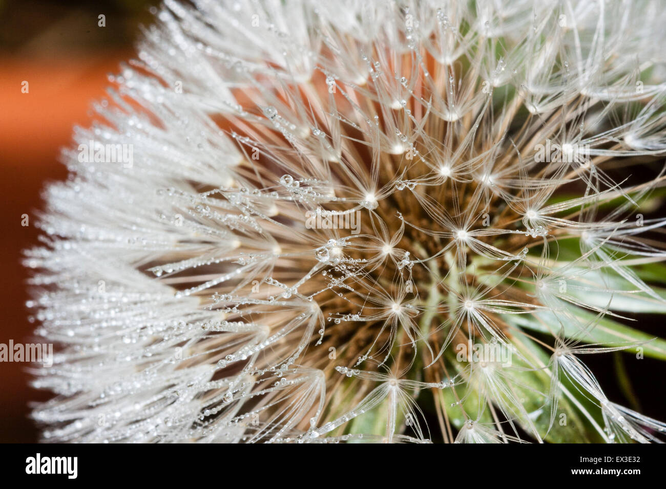Macro close up of a Common Dandelion flower head showing achenes, fseeds, Taraxacum agg, covered in morning dew. Stock Photo