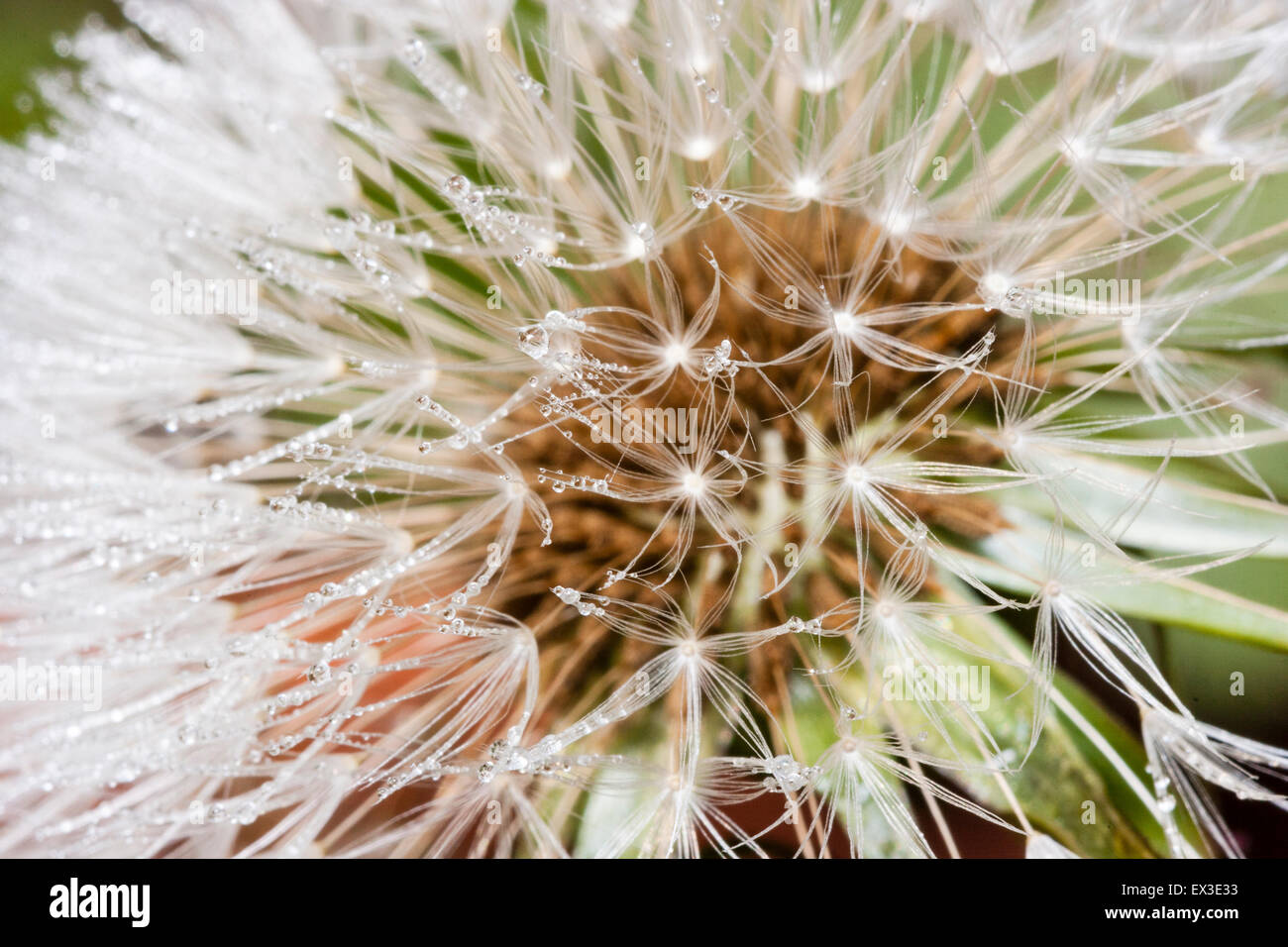 Macro close up of a Common Dandelion flower head showing achenes, fseeds, Taraxacum agg, covered in morning dew. Stock Photo