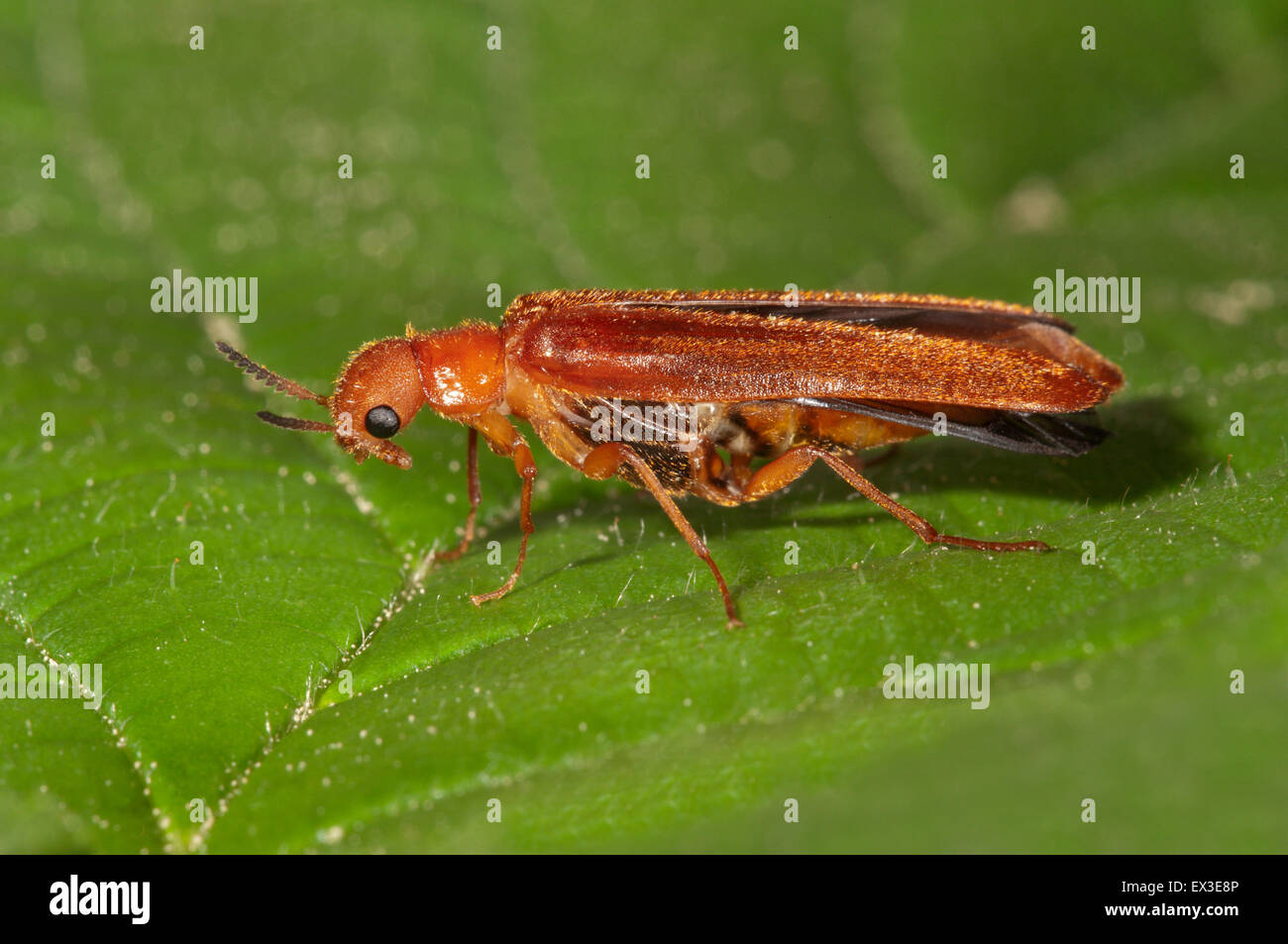 Large timberwood beetle (Hylecoetus dermestoides), Baden-Württemberg, Germany Stock Photo