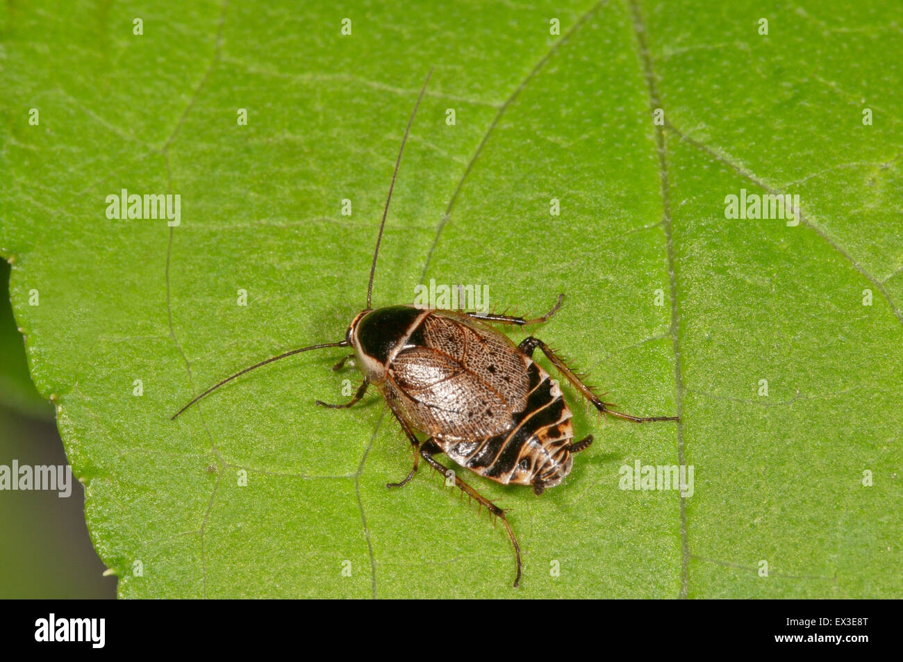 Ectobius sylvestris (Ectobius sylvestris), Baden-Württemberg, Germany Stock Photo