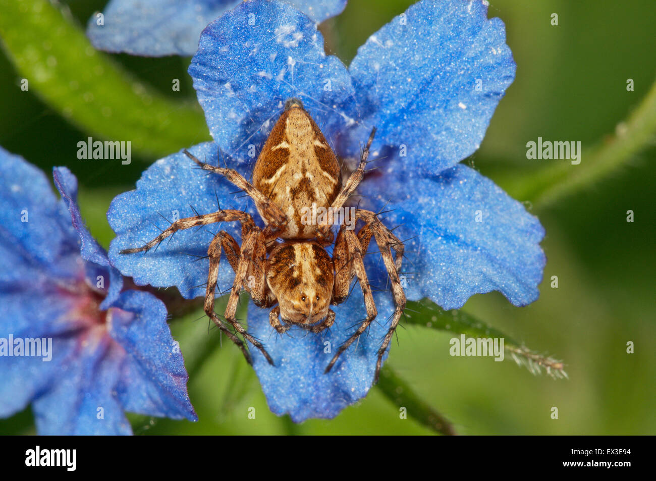 Crab spider (Xysticus q.) lying in wait on Purple Gromwell (Buglossoides purpurocaerulea) flower, Baden-Württemberg, Germany Stock Photo