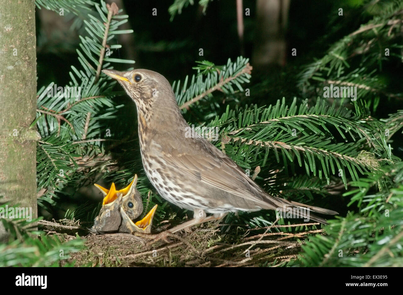 Song thrush (Turdus philomelos) in nest with fledglings, Baden-Württemberg, Germany Stock Photo