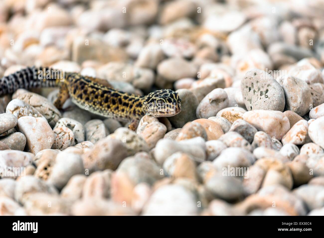 Leopard Gecko lizard on rocks Stock Photo Alamy