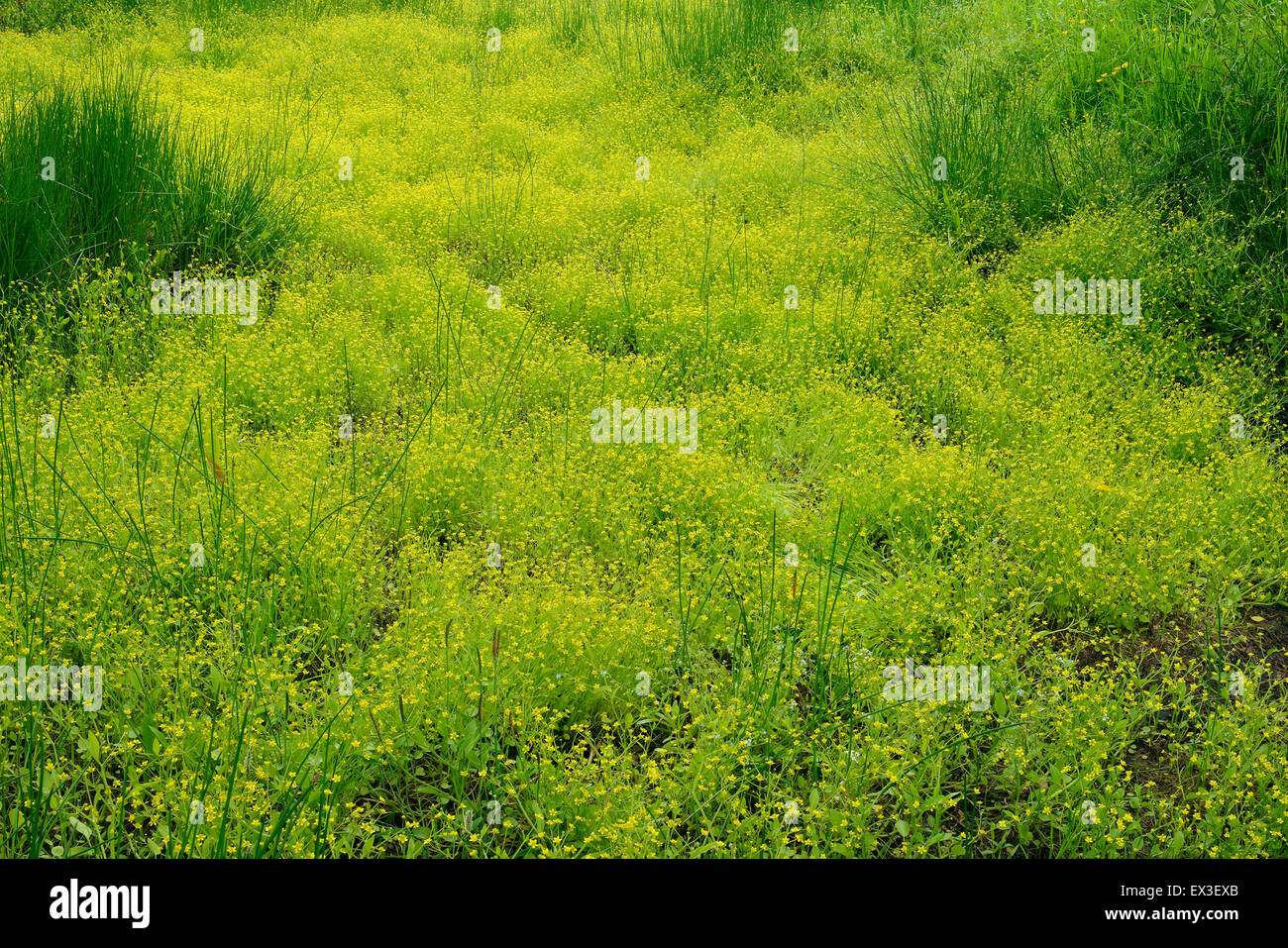 Adderstongue Spearwort - Ranunculus ophioglossifolius Known locally as the Badgeworth Buttercup Mass of flowers in pond Stock Photo