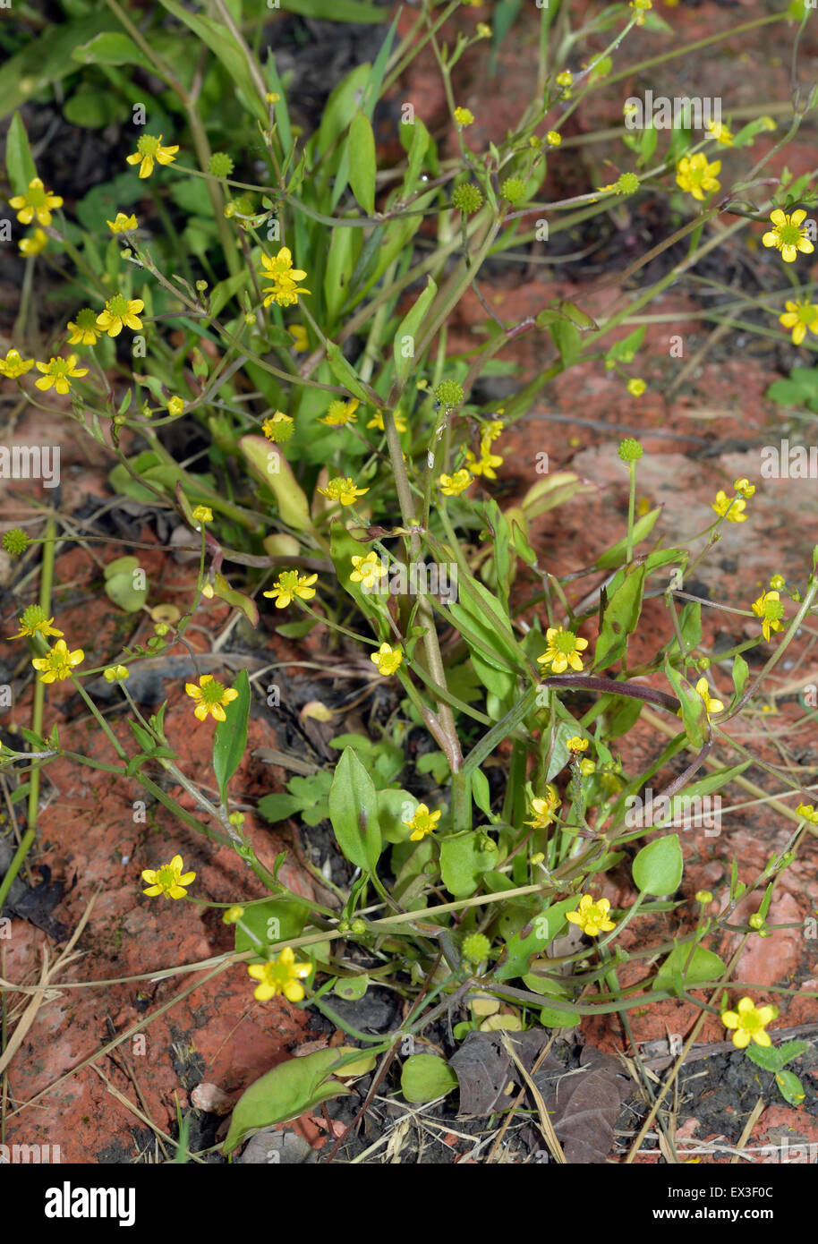 Adderstongue Spearwort - Ranunculus ophioglossifolius Known locally as the Badgeworth Buttercup Stock Photo