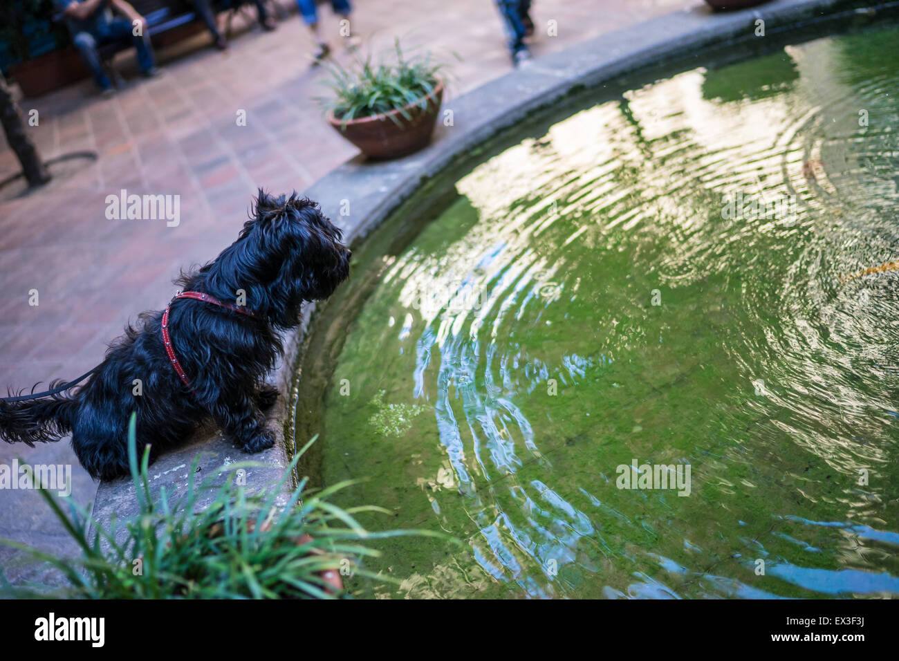 A dog sitting on a pond staring at fish Stock Photo - Alamy