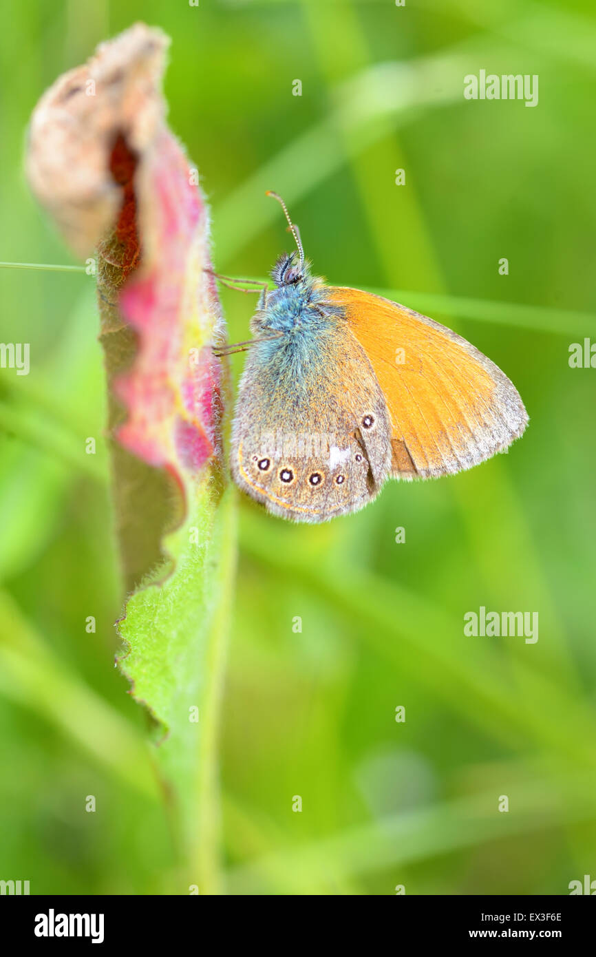Butterfly (Polyommatus) on summer field Stock Photo