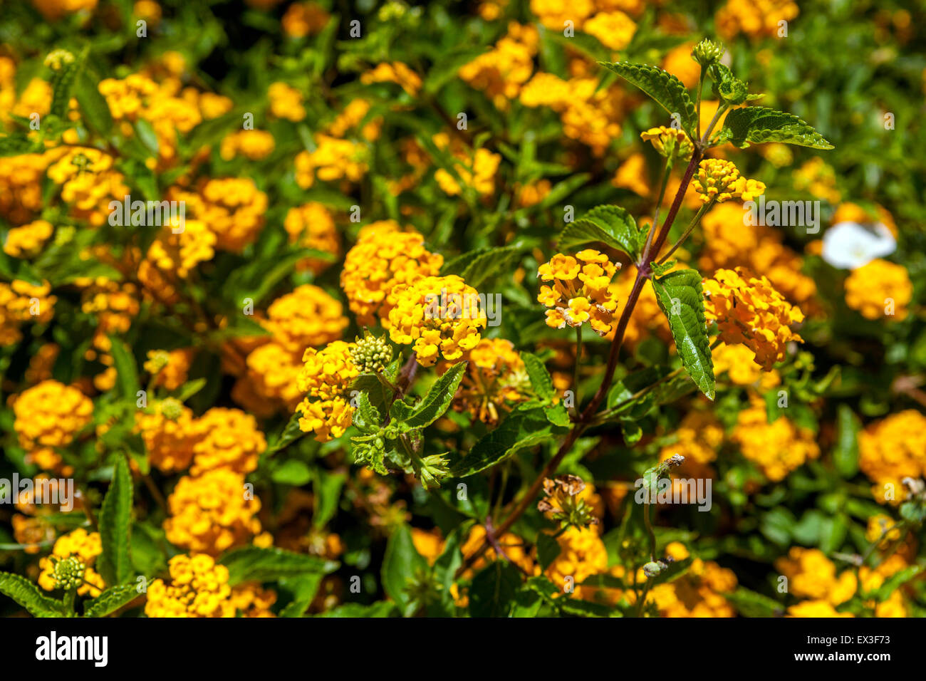 Yellow lantana hi-res stock photography and images - Alamy
