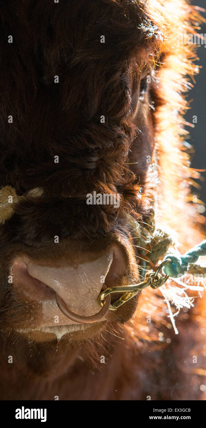 Luing cattle haltered at sale on a cold winter morning, with steaming