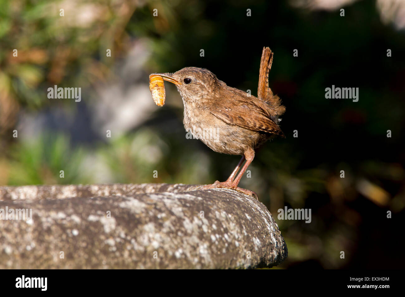 Northampton UK, 6th July 2005. The warm sunny weather is producing plenty of insects for this pair of Wren. Troglodytes troglodyter (Troglodytidae) to feed their chicks Credit:  Keith J Smith./Alamy Live News Stock Photo