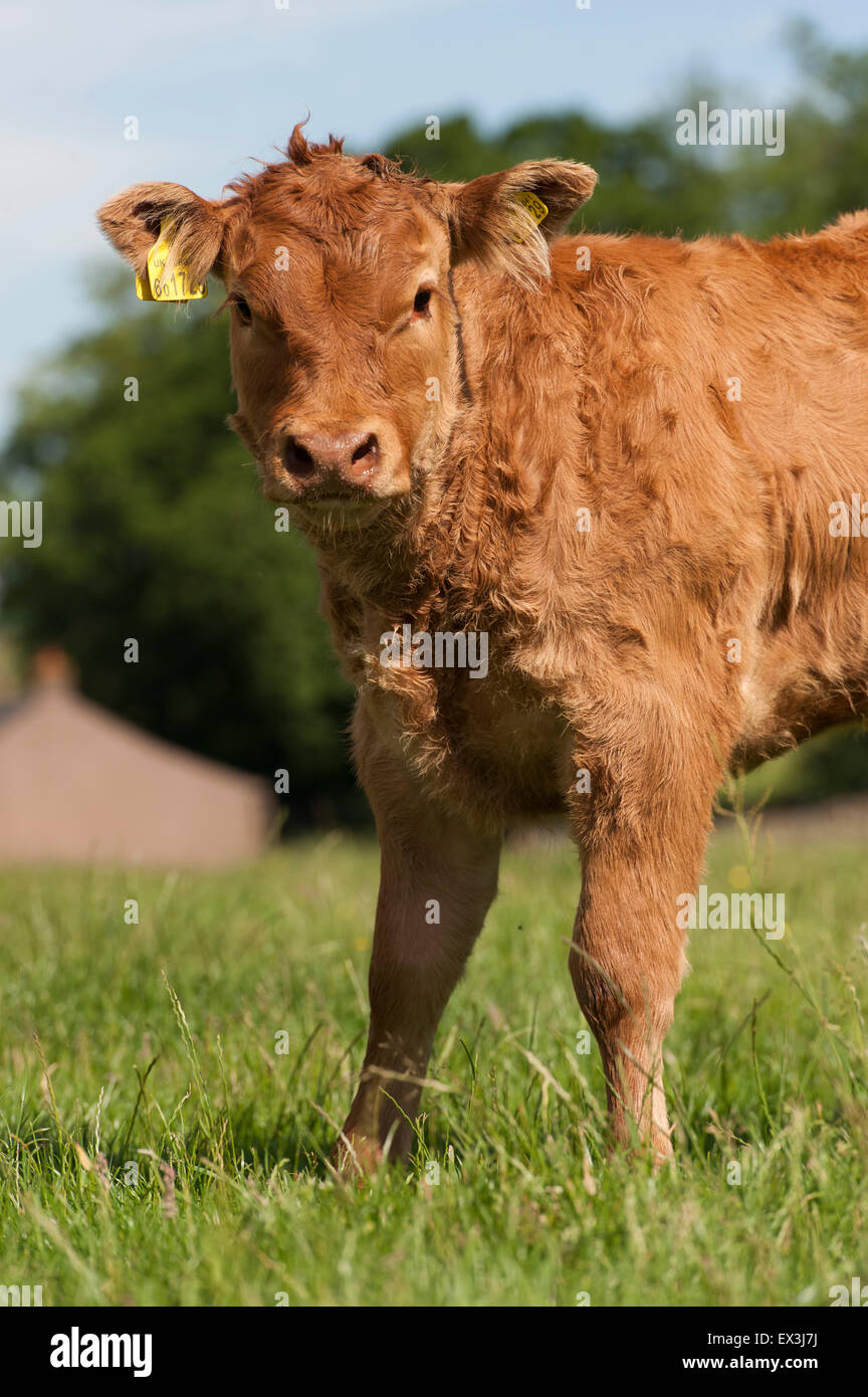 Young commercial beef calves out in pasture. Cumbria, UK. Stock Photo