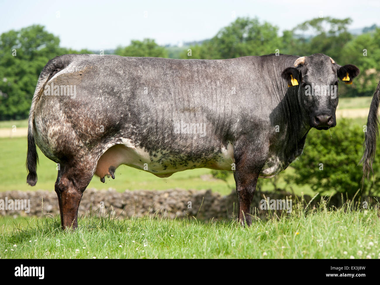 Beef cattle on upland pastures, Cumbria, UK. Stock Photo