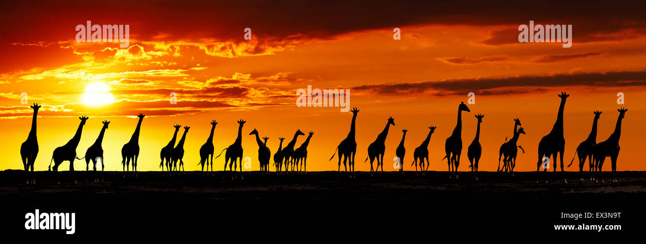Herd of giraffes in african savanna at sunset Stock Photo