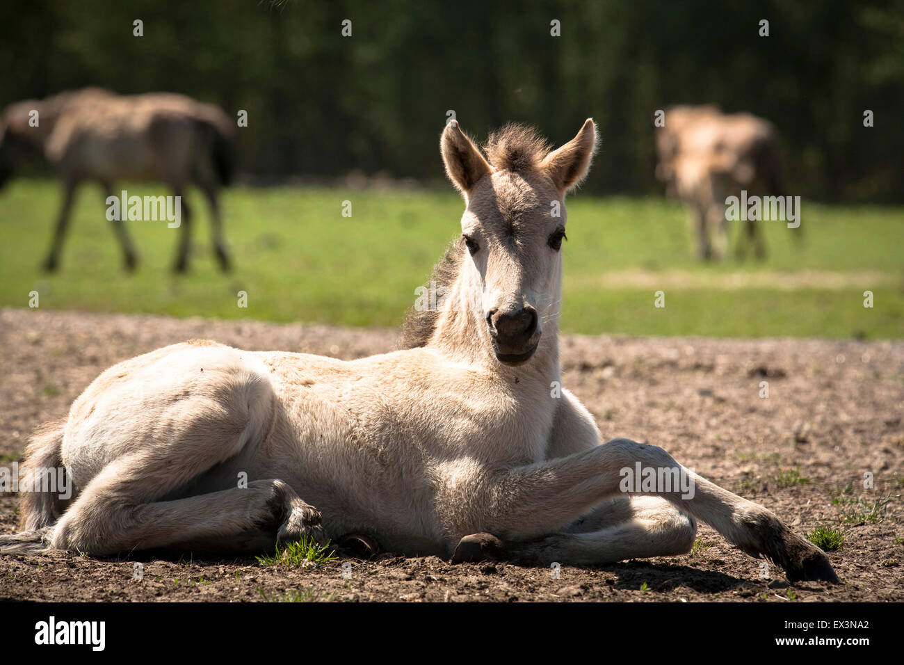 DEU, Germany, North Rhine-Westphalia, Muensterland, region, Duelmen, brumbies at the Merfelder Bruch.  DEU, Deutschland, Nordrhe Stock Photo