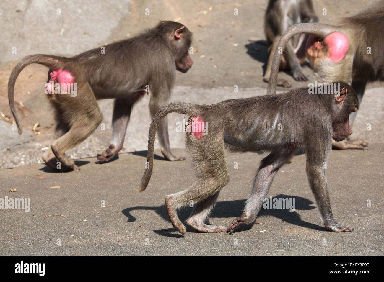 Hamadryas baboon (Papio hamadryas) at Frankfurt Zoo in Frankfurt am Main, Hesse, Germany. Stock Photo