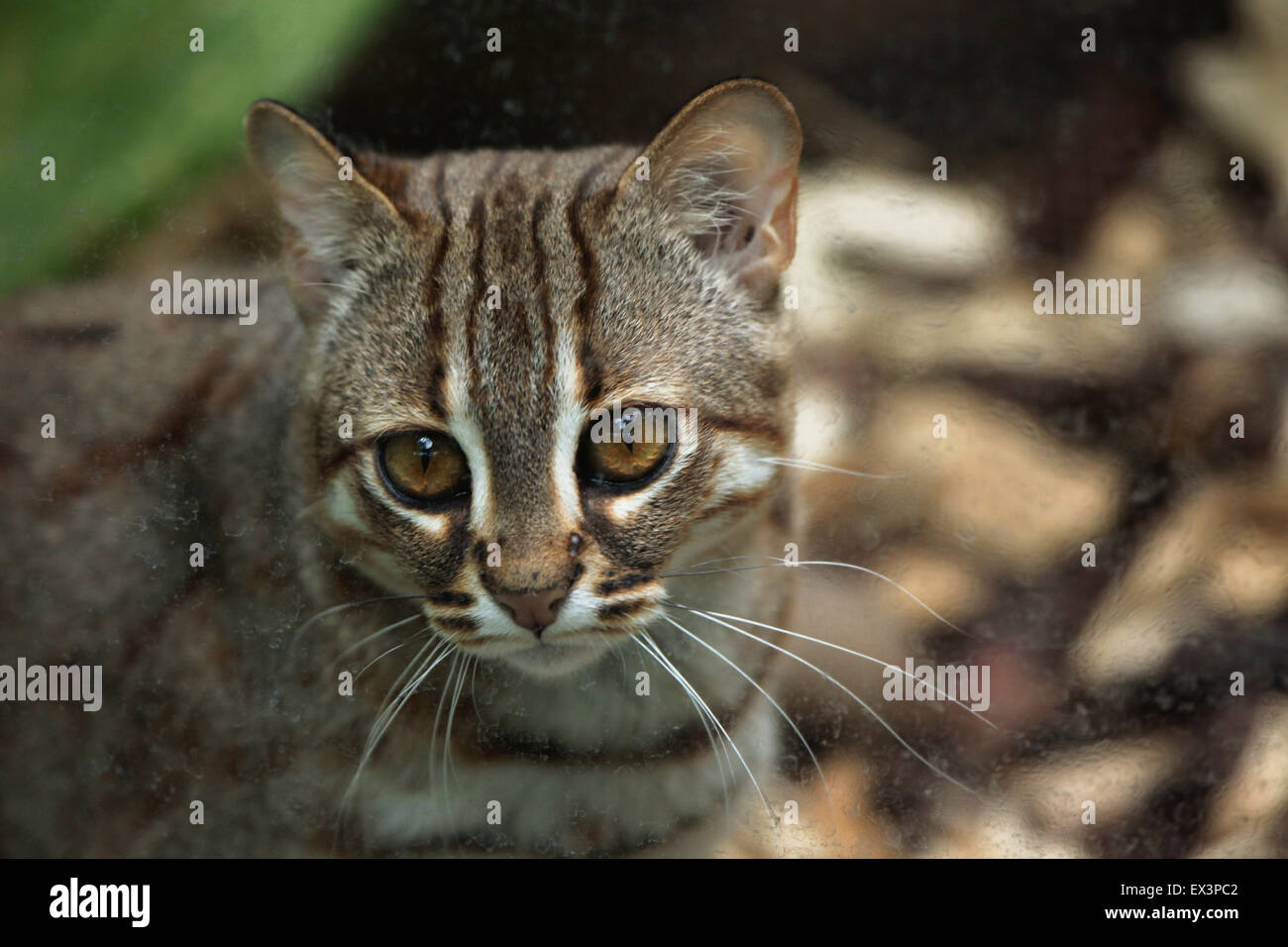 Rusty spotted cat pet for sale 2025
