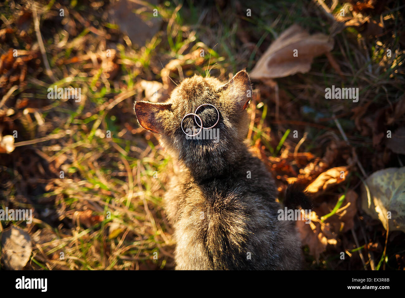 Cat with wedding rings. Accessories Stock Photo - Alamy