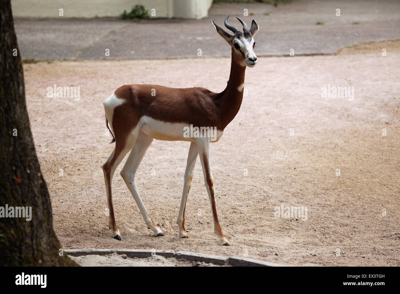 Mhorr gazelle (Nanger dama mhorr) at Frankfurt Zoo in Frankfurt am Main, Hesse, Germany. Stock Photo