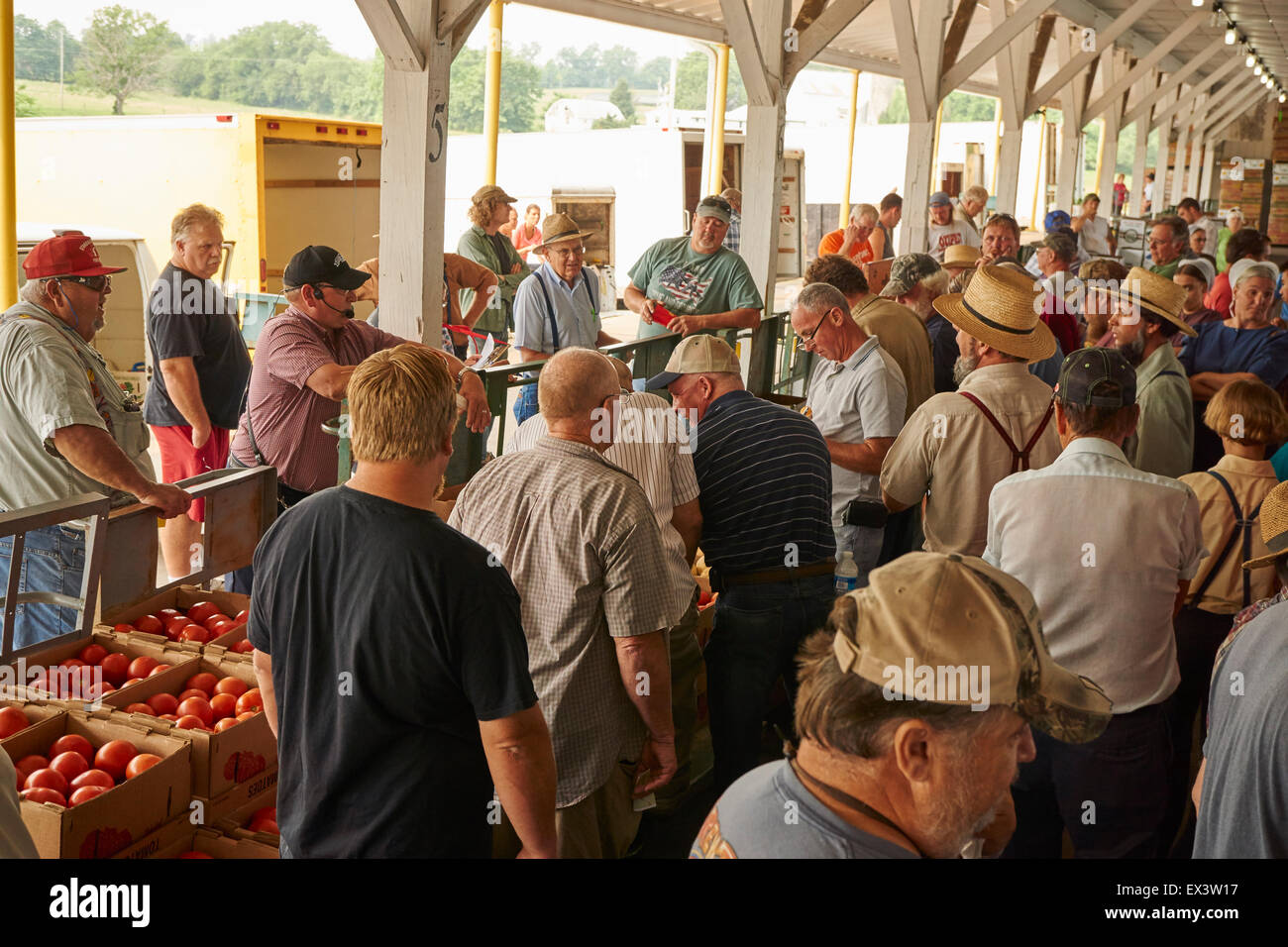 Tomatoes being sold at the Leola Produce Auction, Leola, Lancaster