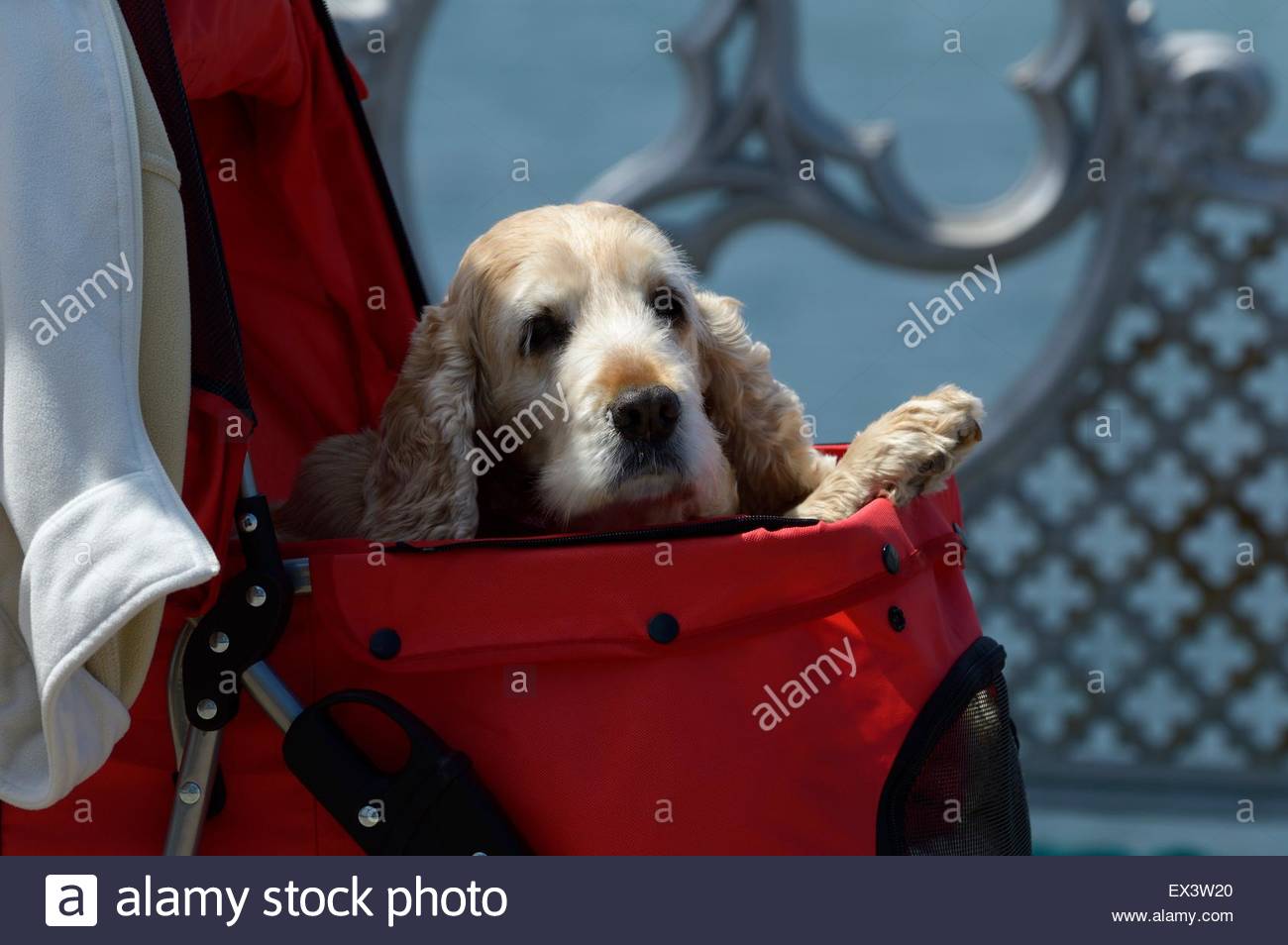 dog stroller for cocker spaniel