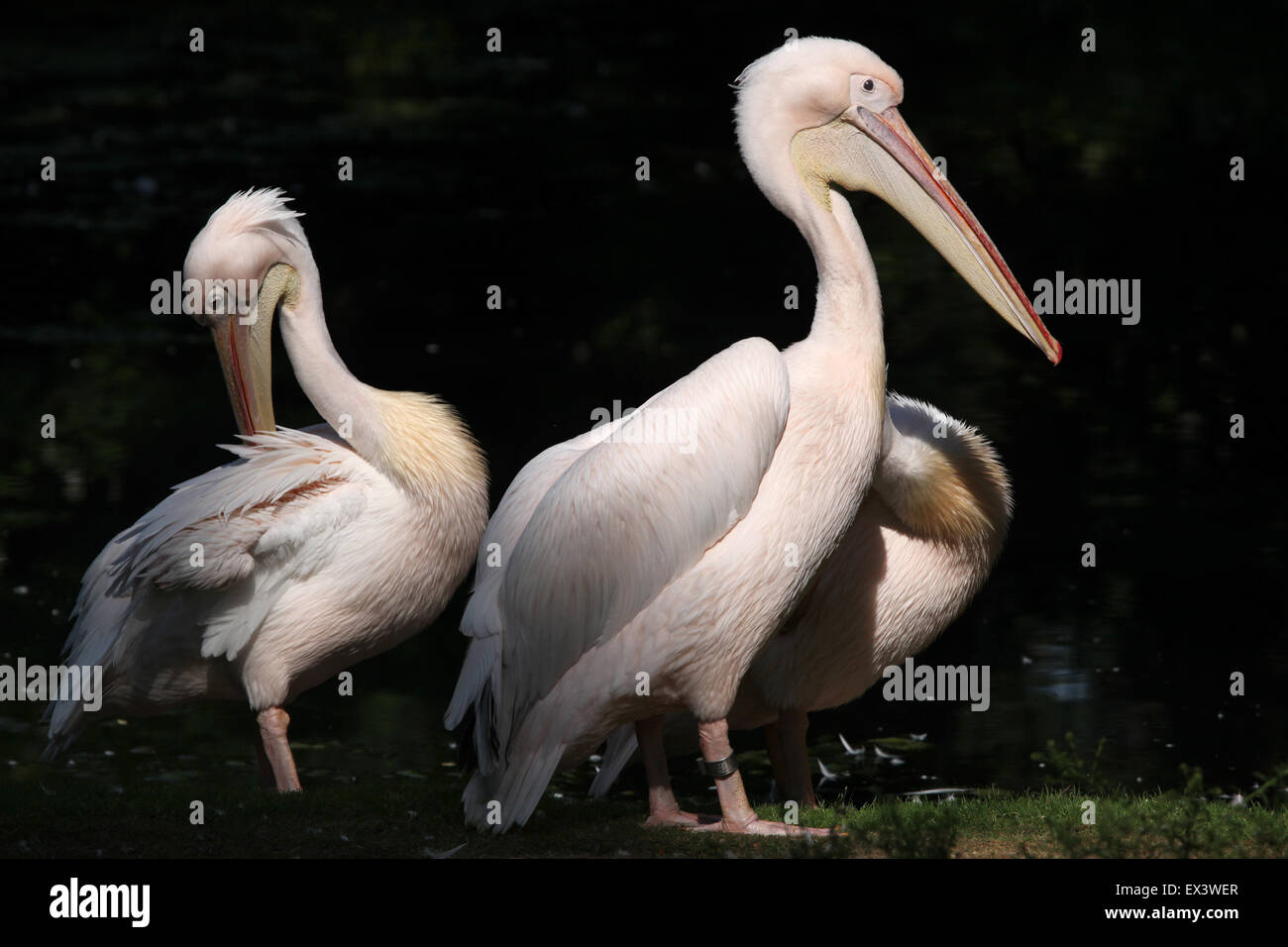 Great white pelican (Pelecanus onocrotalus), also known as the rosy pelican at Frankfurt Zoo in Frankfurt am Main, Germany. Stock Photo