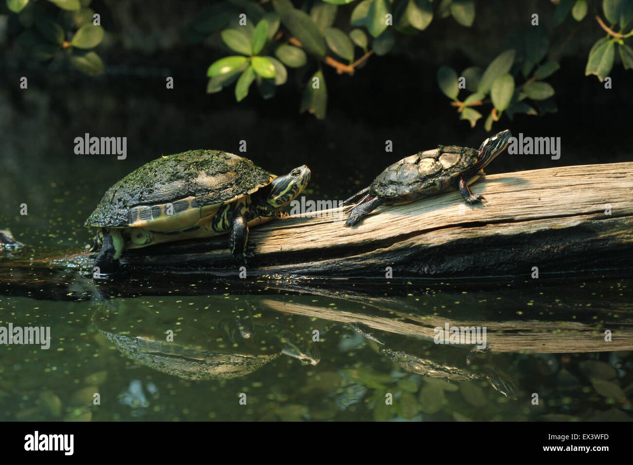 River cooter (Pseudemys concinna hieroglyphica) and Eastern painted turtle (Chrysemys picta picta) at Frankfurt Zoo, Germany. Stock Photo