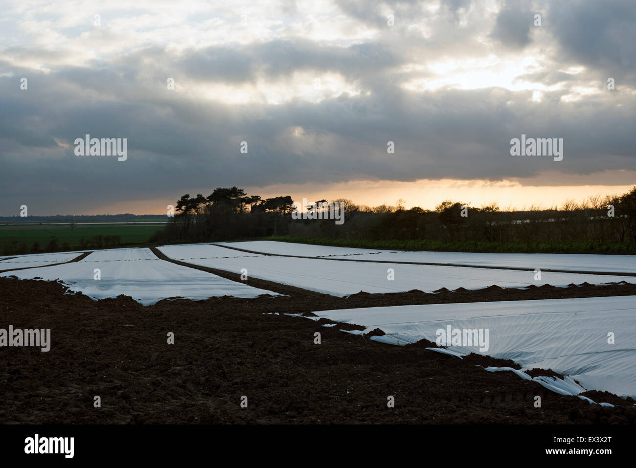 Agricultural fleece covering potato crop, Bawdsey, Suffolk, UK. Stock Photo