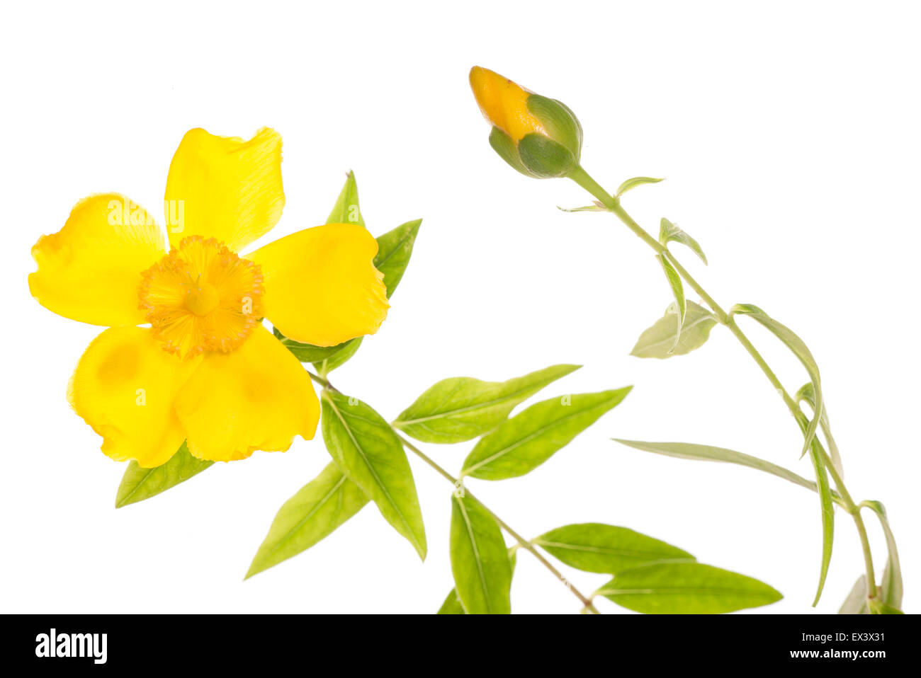 yellow clematis flower studio cutout Stock Photo