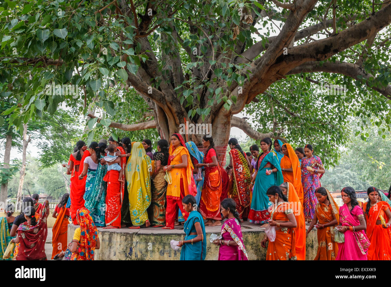 Women pilgrims walking around a sacred tree during a ritual in Rajgir, Bihar, India. Stock Photo