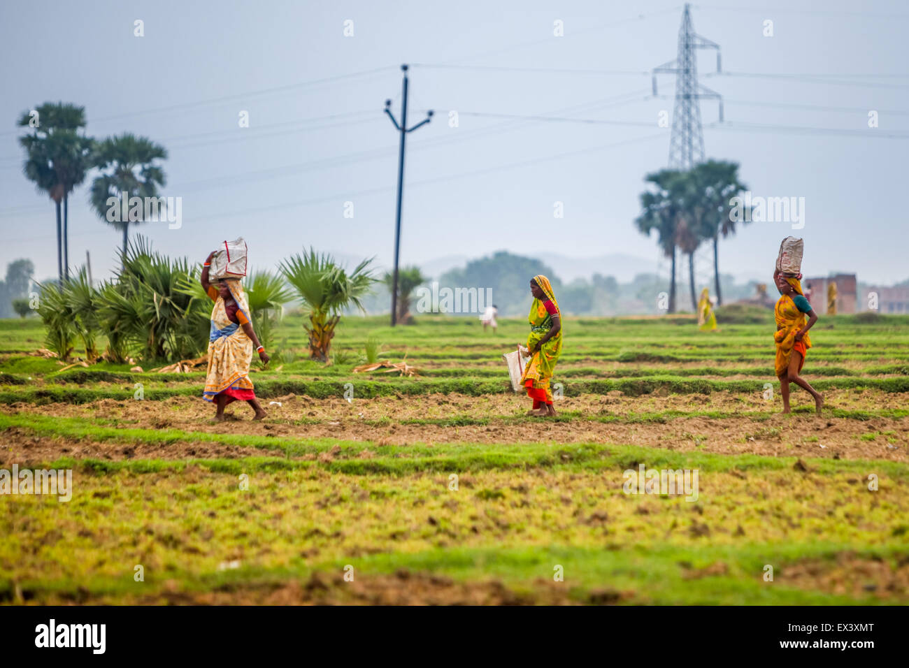 Indian women carrying goods as they are walking through farmland in Rajgir, India. Stock Photo