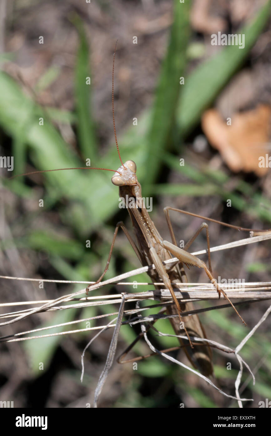 Praying Mantis in arid countryside Stock Photo