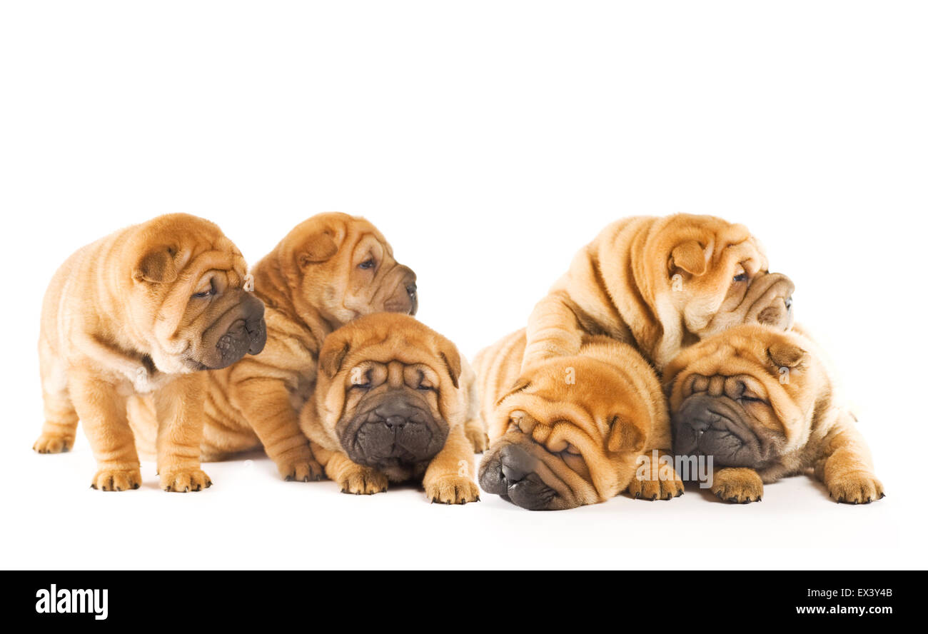 Group of beautiful sharpei puppies isolated on white background Stock ...