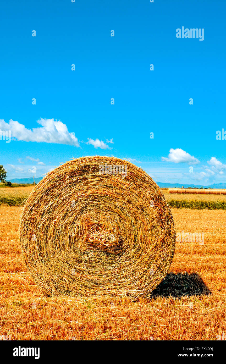 a large round straw bale in a crop field in Spain after harvesting Stock Photo