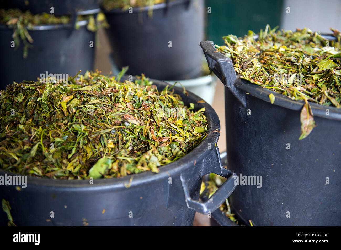 Azores Essentials Tea Tea time in Azores Stock Photo - Alamy