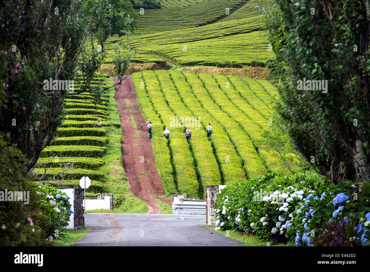 Azores Essentials Tea Tea time in Azores Stock Photo - Alamy