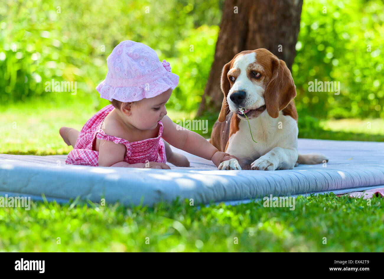 little girl plays with a dog in the garden Stock Photo - Alamy