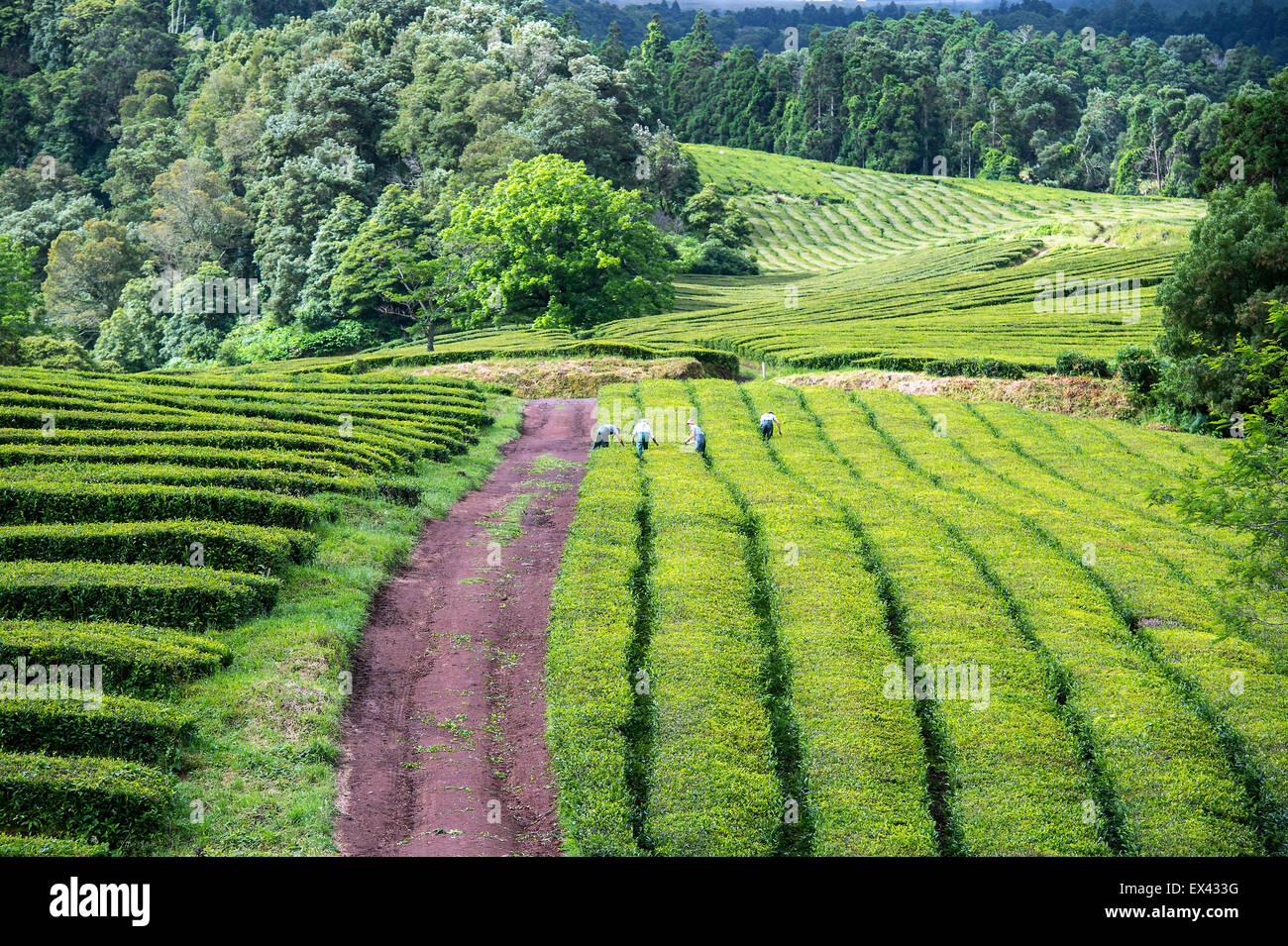 Azores Essentials Tea Tea time in Azores Stock Photo - Alamy