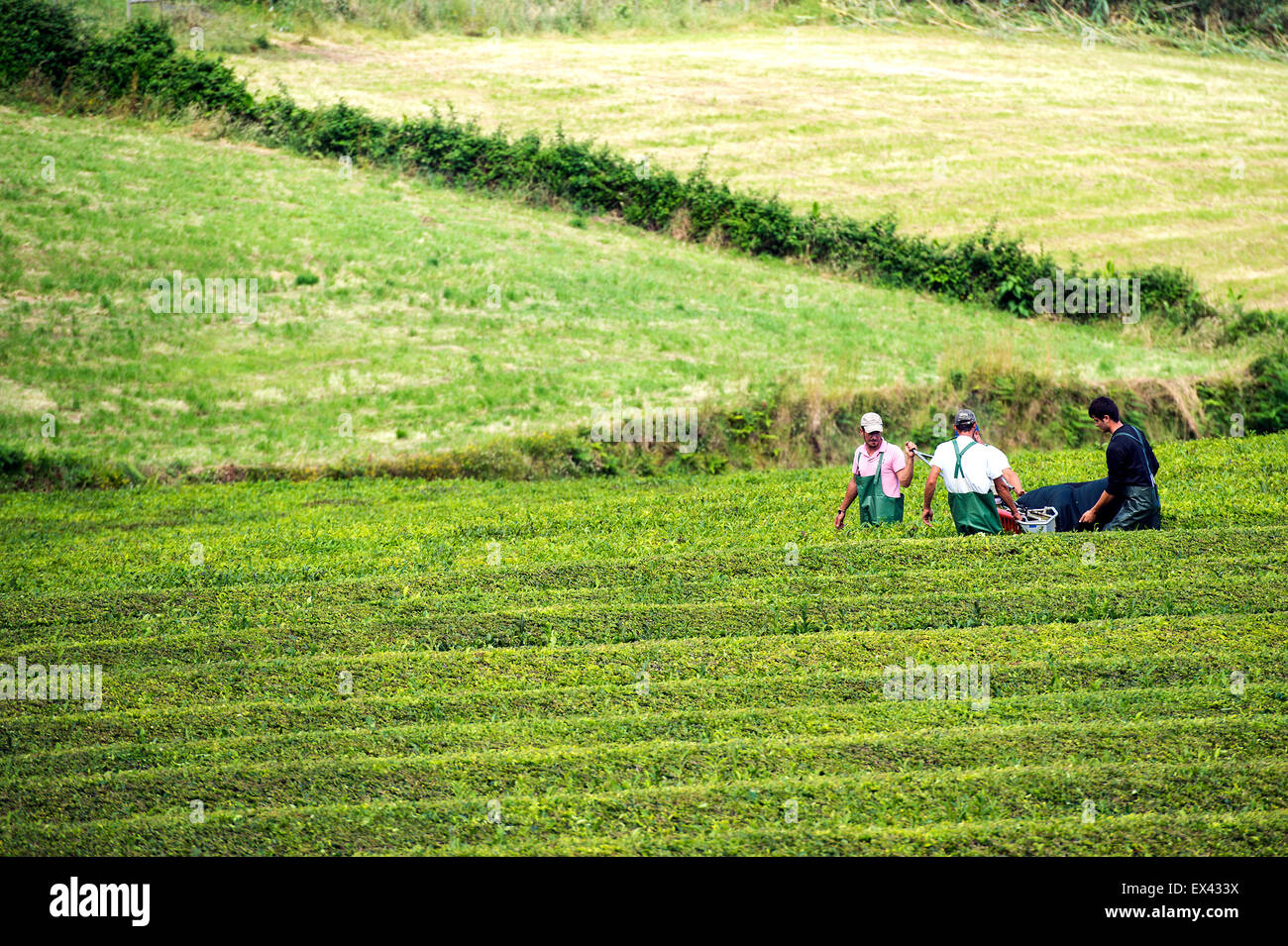 Azores Essentials Tea Tea time in Azores Stock Photo - Alamy