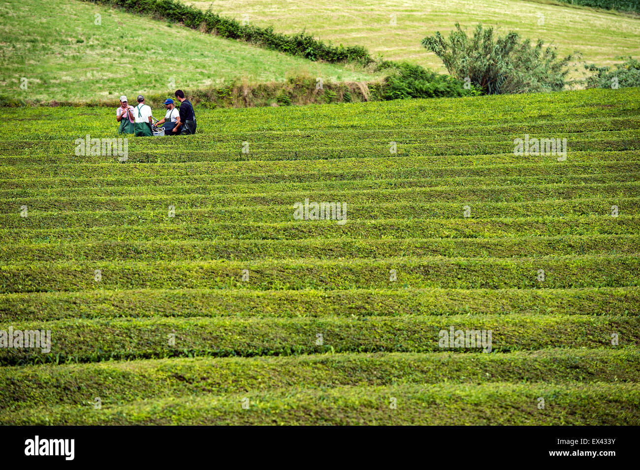 Azores Essentials Tea Tea time in Azores Stock Photo - Alamy
