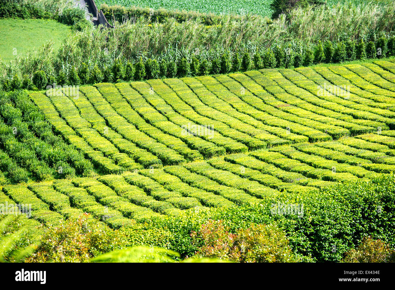 Azores Essentials Tea Tea time in Azores Stock Photo - Alamy
