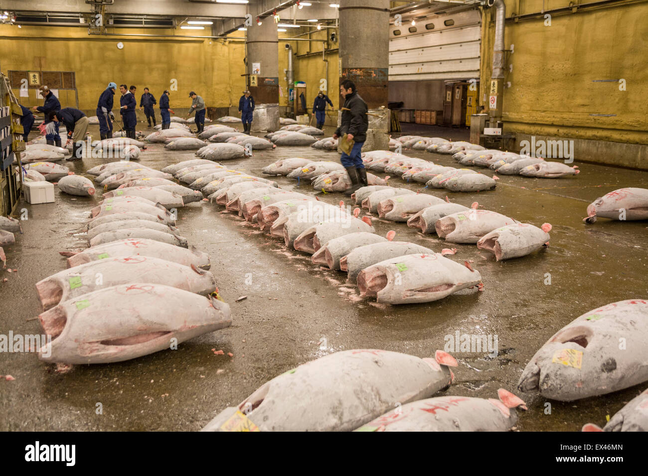 Frozen tuna fish at the tuna auction, Tsukiji Fish Market, Tokyo Japan