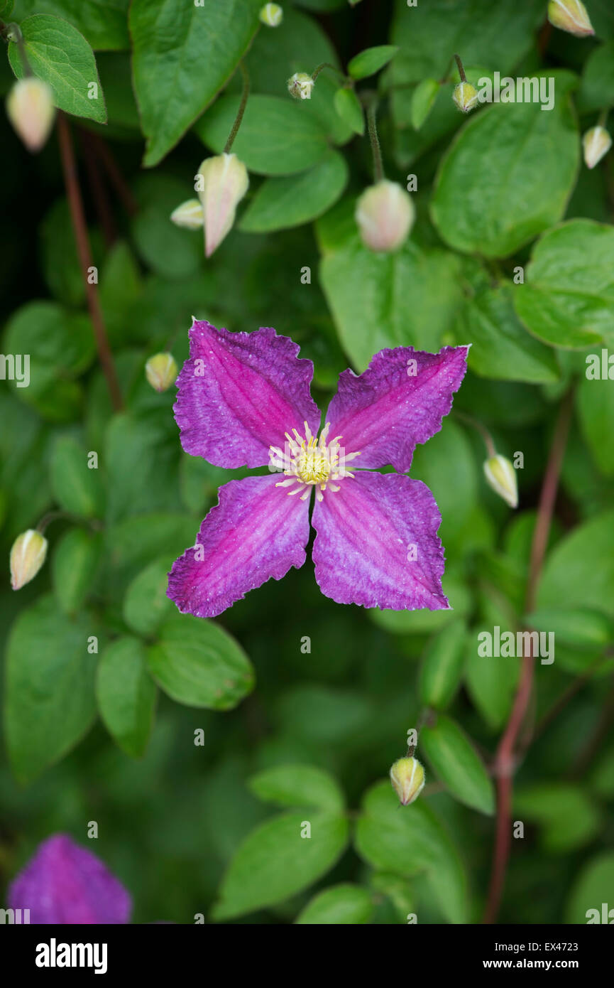 Clematis 'Jolly Good'/ Clematis 'Zogojo'. Late Large-flowered clematis flowers Stock Photo