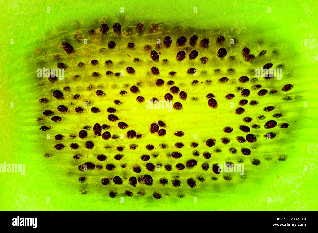 Extreme close up kiwi hi-res stock photography and images - Alamy