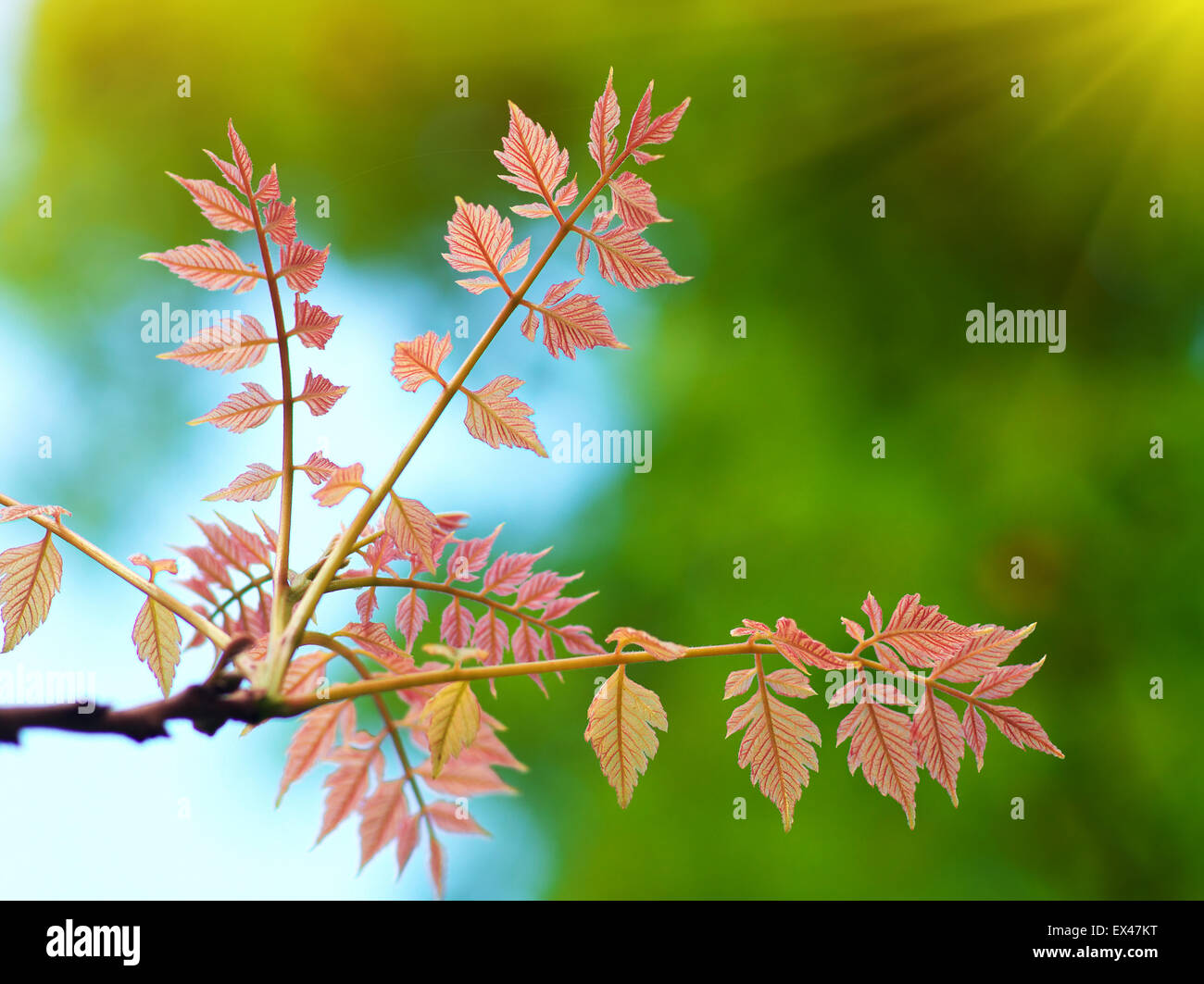 Spring leaf. Composition of nature Stock Photo Alamy