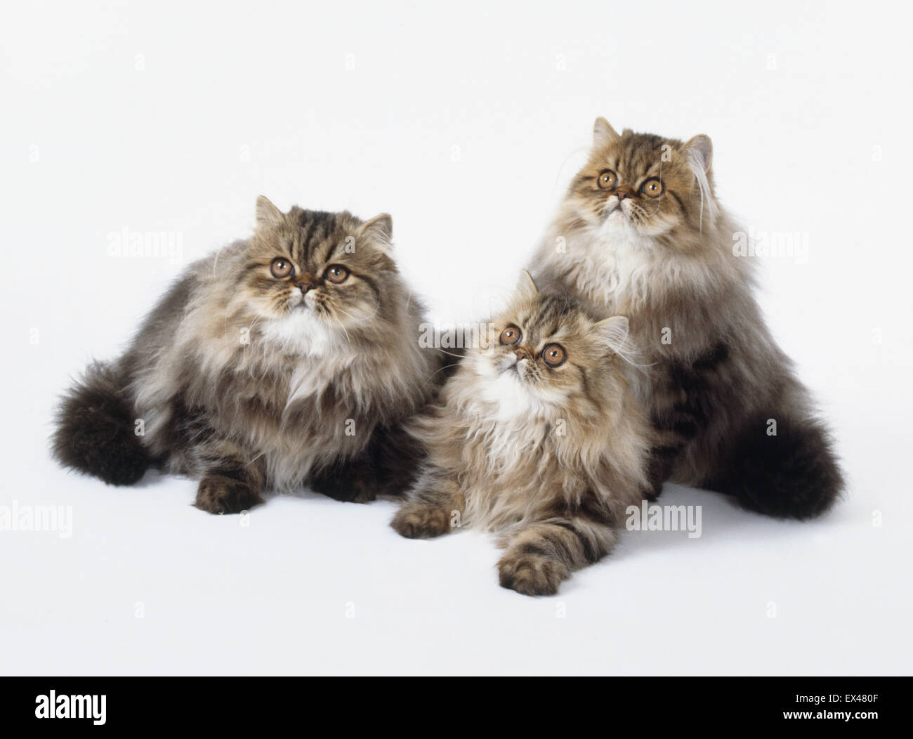 Brown Classic Tabby Persian, 3 young longhaired cats with long, thick