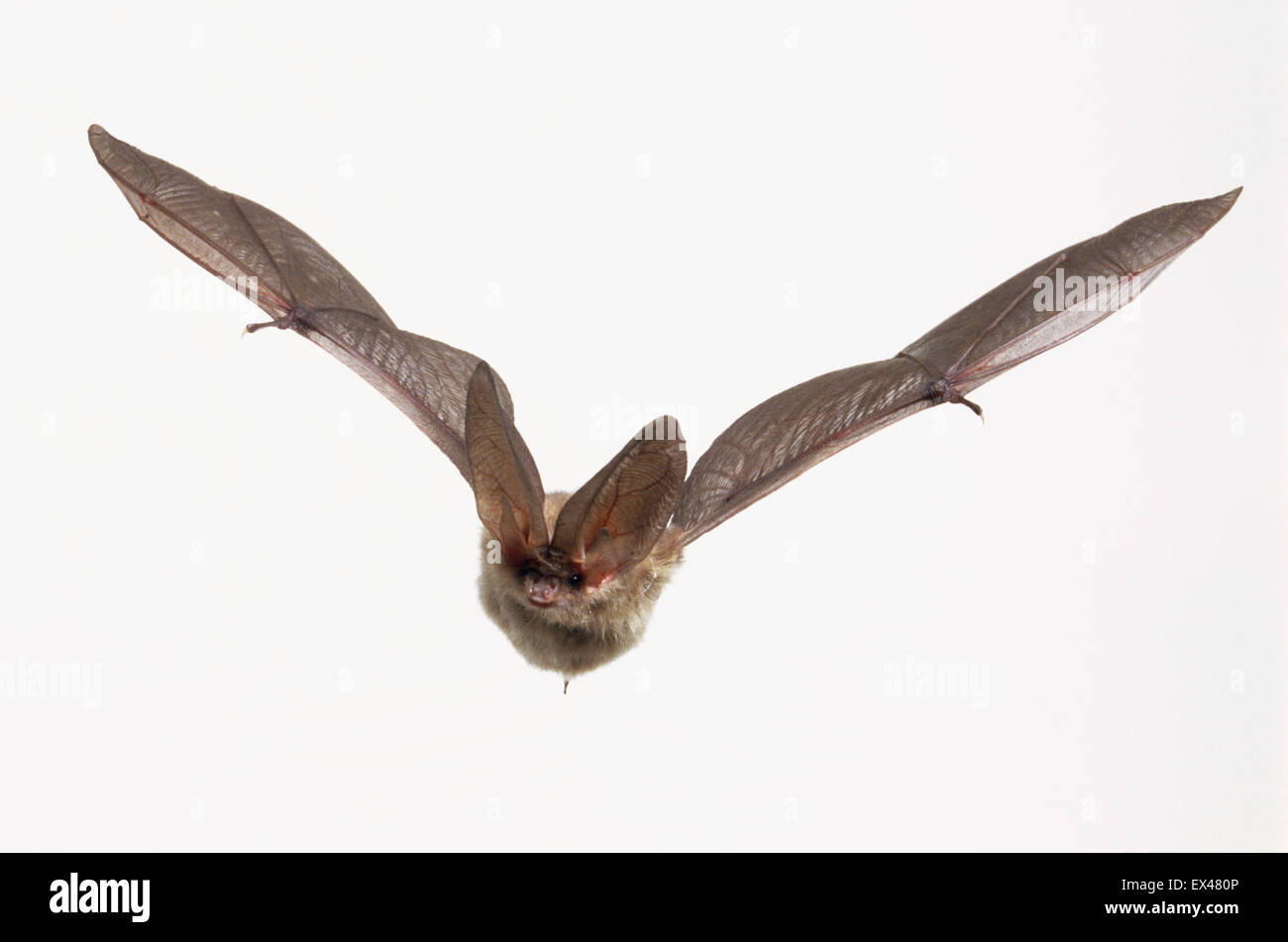 Big-eared Bat (Chiroptera) flying, front view Stock Photo