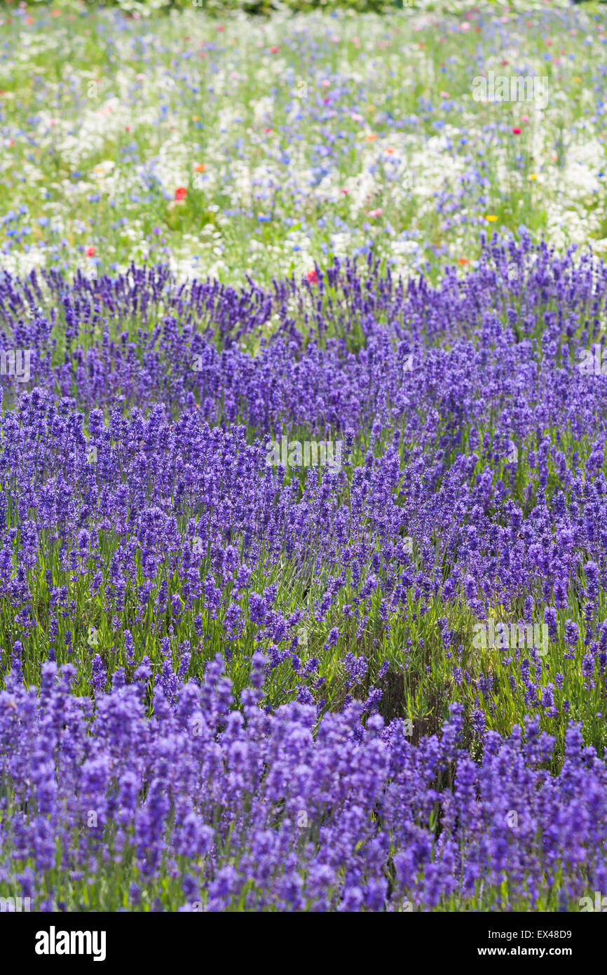 Lavender and wild flower fields at New Forest Lavender Farm, Landford
